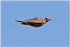 Skylark