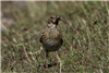 Meadow Pipit