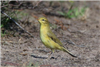 Willow Warbler