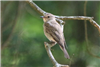 Spotted Flycatcher