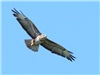 Buzzard