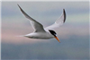 Little Tern