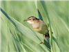 Sedge Warbler