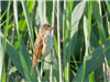 Reed Warbler