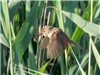 Reed Warbler