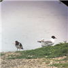 Mediterranean Gull