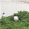 Mediterranean Gull