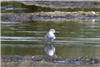 Curlew Sandpiper