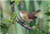 Reed Warbler