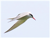 Common Tern