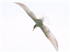 Common Tern