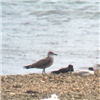 Yellow-legged Gull