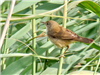 Reed Warbler