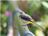 Grey Wagtail