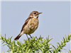 Stonechat