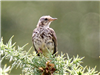 Meadow Pipit