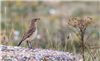 Wheatear