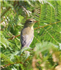 Willow Warbler