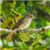 Spotted Flycatcher