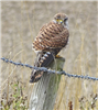 Kestrel