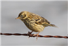 Meadow Pipit