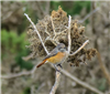 Redstart