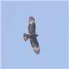 Honey-buzzard