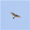 Sparrowhawk