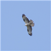 Honey-buzzard