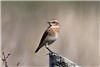 Whinchat