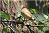 Willow Warbler