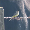 Yellow Wagtail