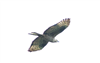 Honey-buzzard