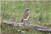 Wheatear