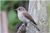 Spotted Flycatcher