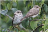 Spotted Flycatcher