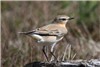 Wheatear