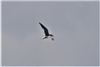 Black Tern