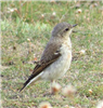 Wheatear