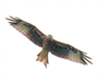 Red Kite