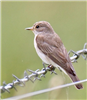 Spotted Flycatcher