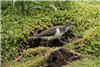 Common Sandpiper