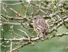 Stonechat