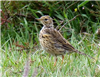 Meadow Pipit