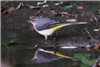 Grey Wagtail