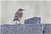 Wheatear