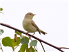 Willow Warbler