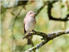 Spotted Flycatcher