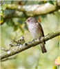 Spotted Flycatcher