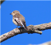 Pied Flycatcher